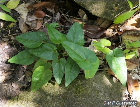  Jeune plant d'Aristolochia rugosa