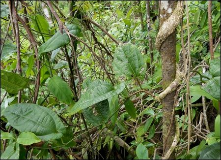 Grosse liane d'Aristolochia sprucei enroulée sur son support