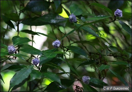 Graine bleue. Psychotria urbaniana