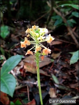 Orchidée Malaxis major