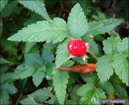 Rubus rosifolius