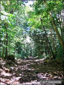 Chemin d'exploitation dans Forêt trpicale humide