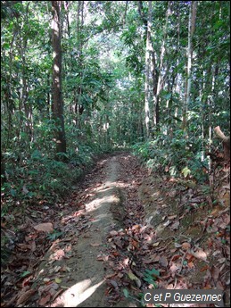 route en terre dans la forêt de Castra