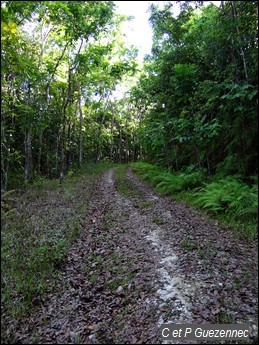 Route forestière dans la forêt de Castra