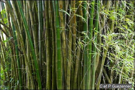 Touffe de Bambous