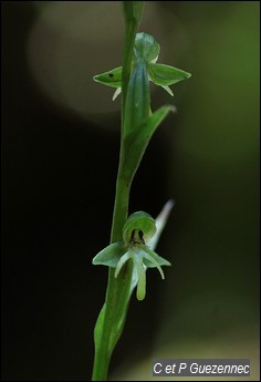 Orchidée, Habenaria amalfitana.