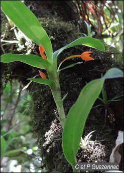 Orchidée, Maxillaria inflexa.