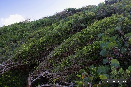 Arbustes  ti-coco, Randia aculeata, couchés par le vent