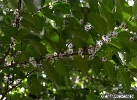 Bois d'Ail, Cassipourea guianensis