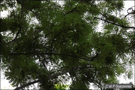 Feuillage du Tendre à Caillou, Acacia muricata
