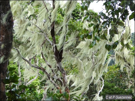 Arbres habillés de Cheveux d'ange, Tillandsia usneoides