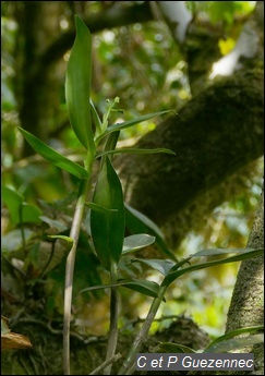Orchidée Epidendrum Mutelianum