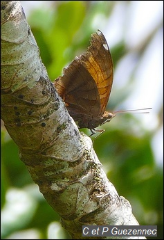 Papillon Nymphale du Bois Canon, Historis odius caloucaera