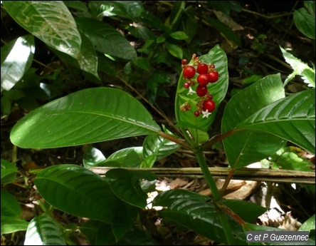 Café-Bois Psychotria uliginosa