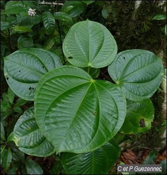 Côtelette grandes feuilles, Graffenriedia latifolia.