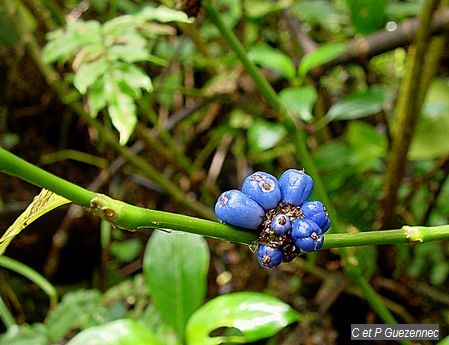 Graine Bleue Montagne (Psychotria aubletiana)