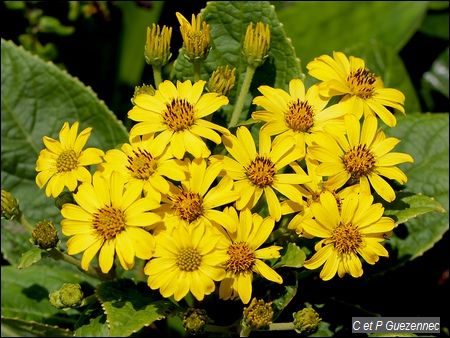 Fleur jaune Montagne, verbesina guadeloupensis