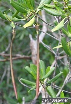 Plantules de palétuvier rouge,Rhizophora mangle
