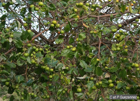 Pomme Surelle, Surette ou Jujubier, Zizyphus mauritiana
