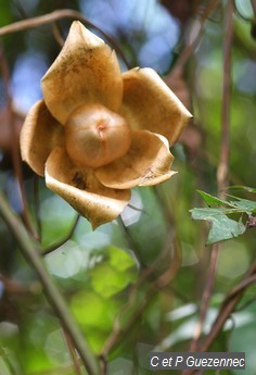 Rose-Bois, Merremia tuberosa