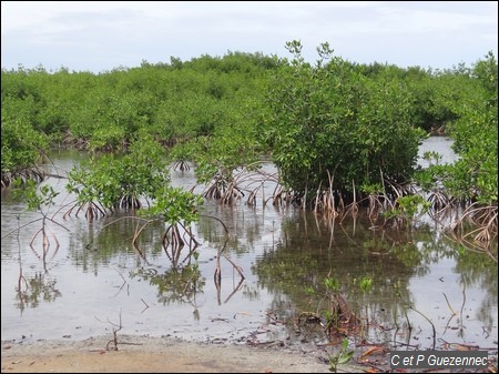 La mangrove avec ses Palétuviers Rouges