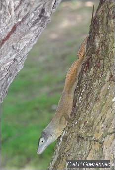 Anolis ferreus mâle