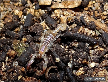 Scorpion oiclus 