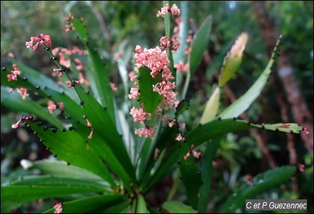 Farine Chaude, Phyllanthus epiphyllantus