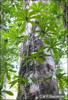 Liane, Anthurium palmatum