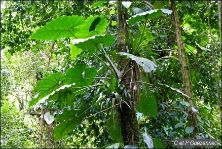 Siguine blanche, Philodendron giganteum
