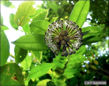 Liane Bois-couilles, Marcgravia umbellata, en fleur