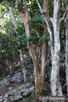 Bois d'Inde - Pimenta racemosa
