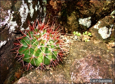 Cactus Tête à l'Anglais, Melocactus intortus