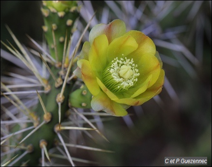 Fleur de Cactus Raquette Volante, Opuntia triacantha