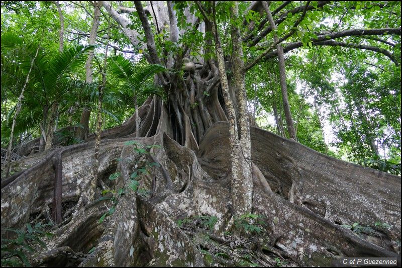 Arbre de l'Année 2017 Guadeloupe : Ficus nymphaeifolia