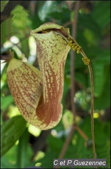 Les oeufs sur une fleur A. trilobata