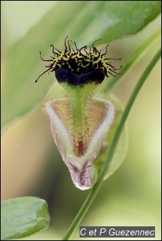 Détails de la fleur d'Aristolochia rugosa