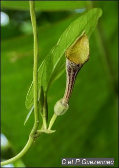 Fleur d'Aristolochia sprucei