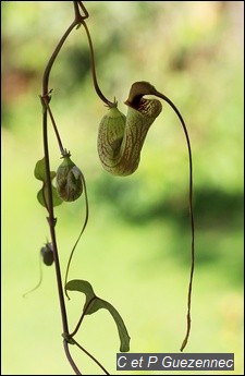 Fleur Aristolochia trilobata - pipe végétale