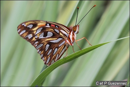 Papillon Nacré, Agraulis vanillae insularis