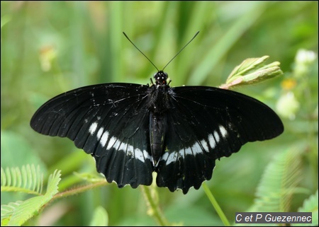 Papillon Trèfle Caraïbe, Battus polydamas neodamas
