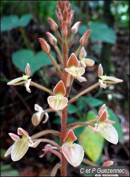 Orchidée Ponthieva petiolata