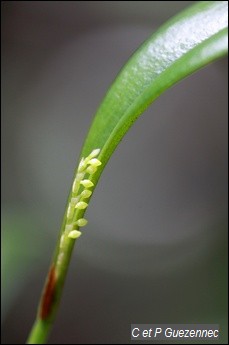 Orchidée Stelis perpusilliflora