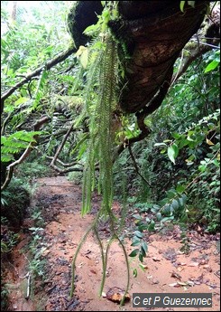 Lycopodium taxifolium