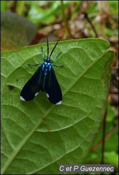 Papillon Napata rabdonota
