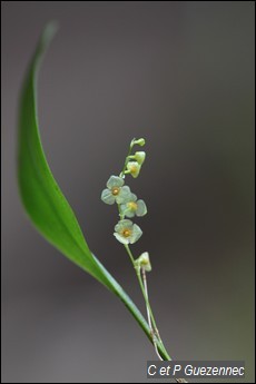 Orchidée Stelis dussii