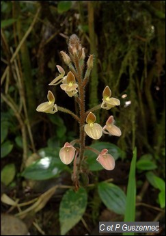 Orchidée, Ponthieva petiolata.