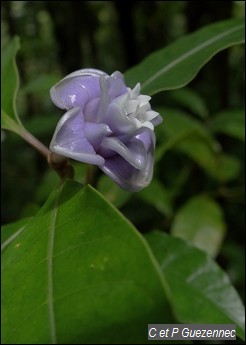 Graine bleue, Psychotria urbaniana.