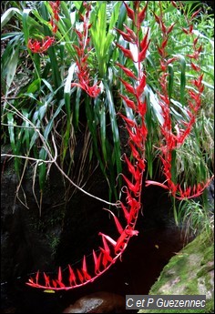 Ananas rouge bâtard,Pitcairnia angustifolia.