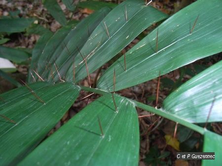 Feuille de palmier Chou pikan